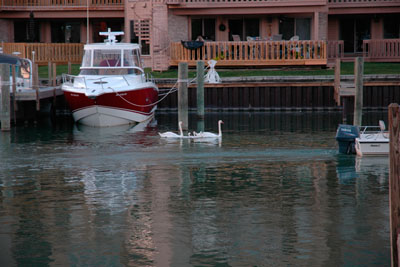 Harbour Pointe Swans